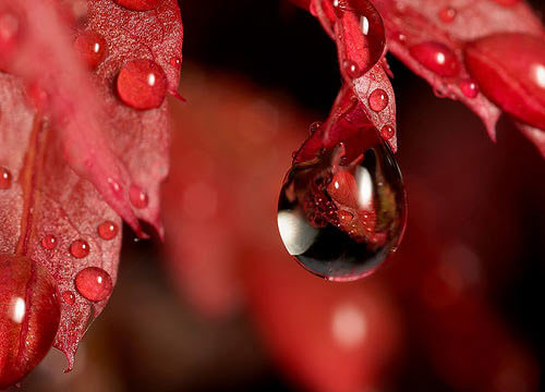 Mind-Blowing Examples of Macro Photography