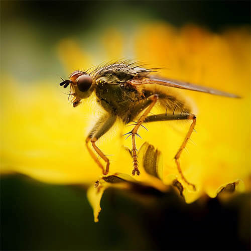 Mind-Blowing Examples of Macro Photography