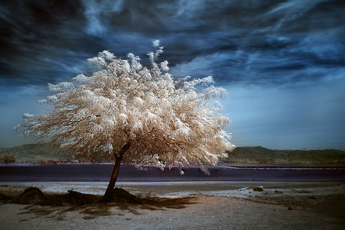 Tree Photography