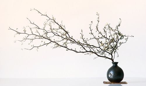 Still Life Photography