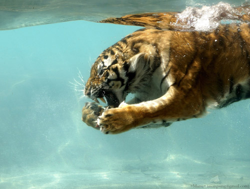 Fantastic underwater photography روعة التصوير تحت الماء