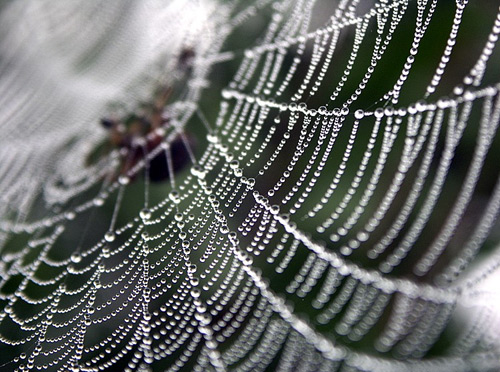 Astonishing Photographs of Spider Webs