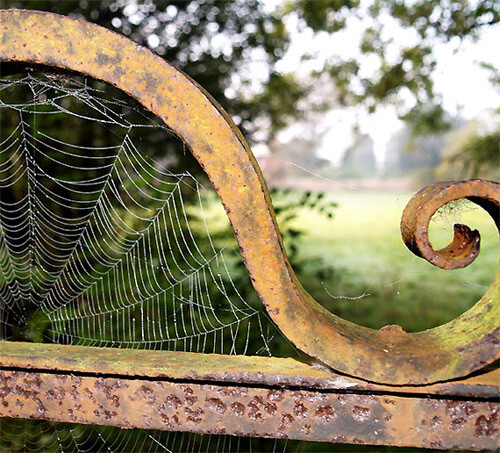 Astonishing Photographs of Spider Webs