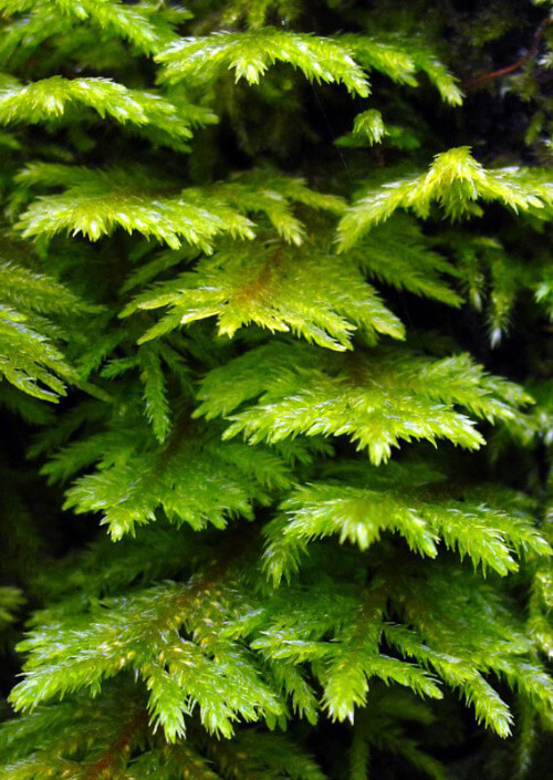 Moss Photography