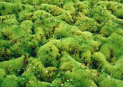 Moss Photography