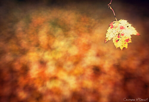 Autumn Photography