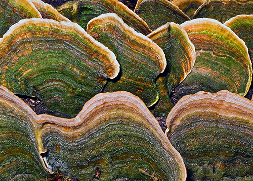 Fungi Photography 