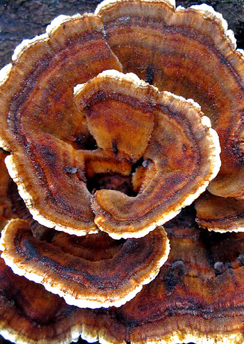 Fungi Photography 