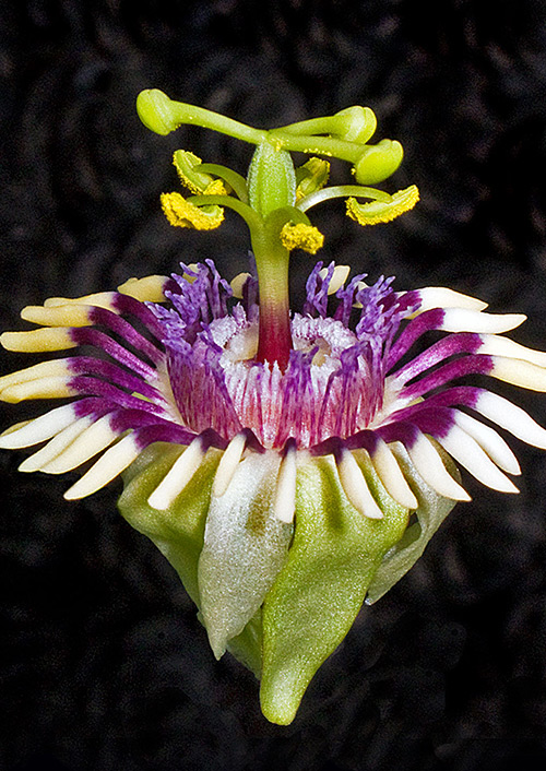 Passion Flower Photography