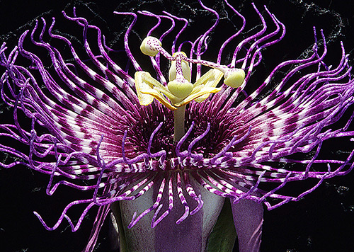 Passion Flower Photography