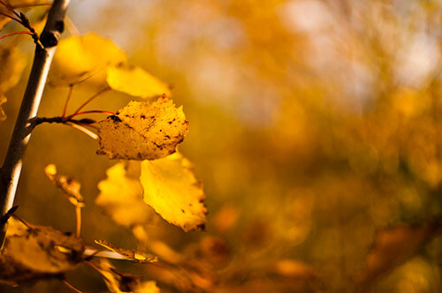 Amazing fall photography leaves of golden trees 