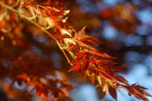 Fall Photography