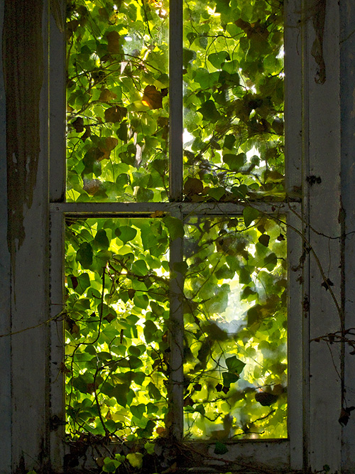 Foliage-Covered-Window