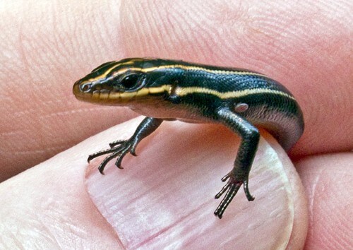 Baby--Skink--with-Tick-copy