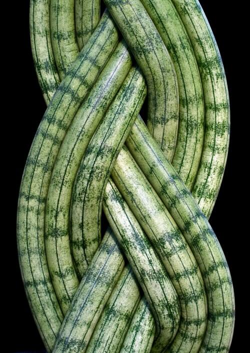 Braided Sansevieria cylindrica-copy