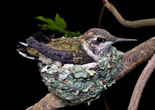 Humming-bird-in-Nest---4-copy