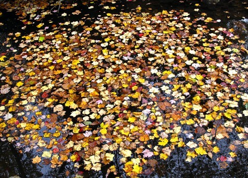 Leaves-on-Water-copy