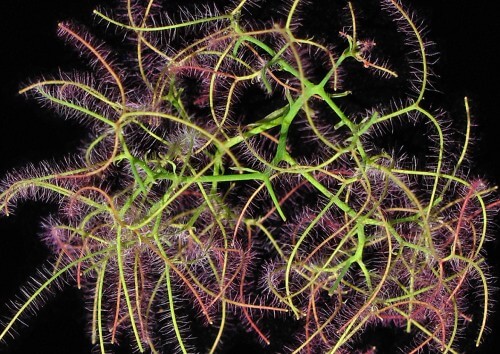 Smoke-Tree-Flower- copy