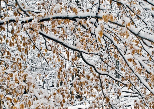 Snow-on-Branches---2-copy
