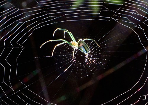 Spider-on-Web-copy