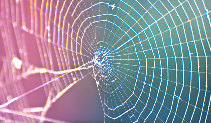 [Image: spider-web-01.jpg]