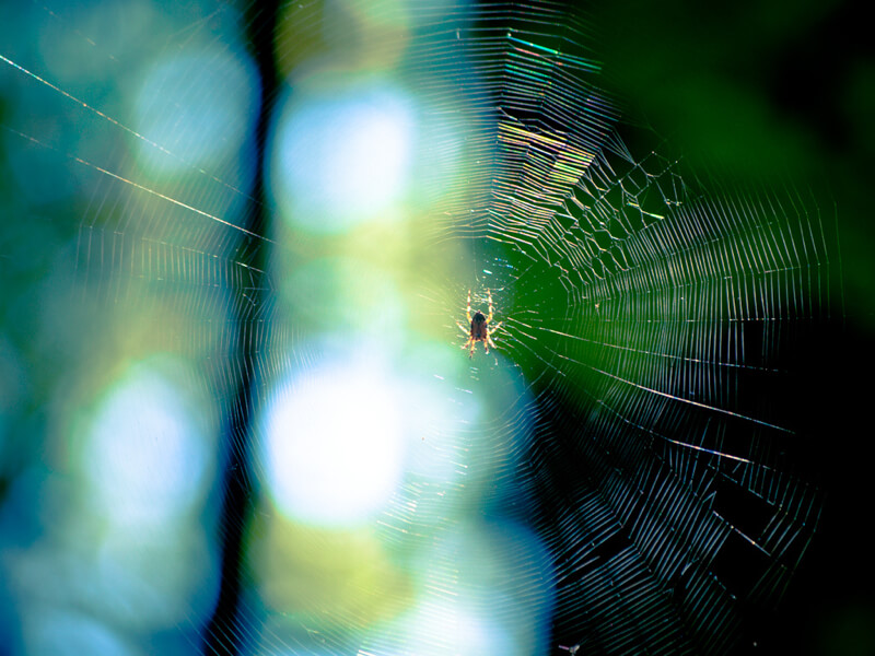 spider web