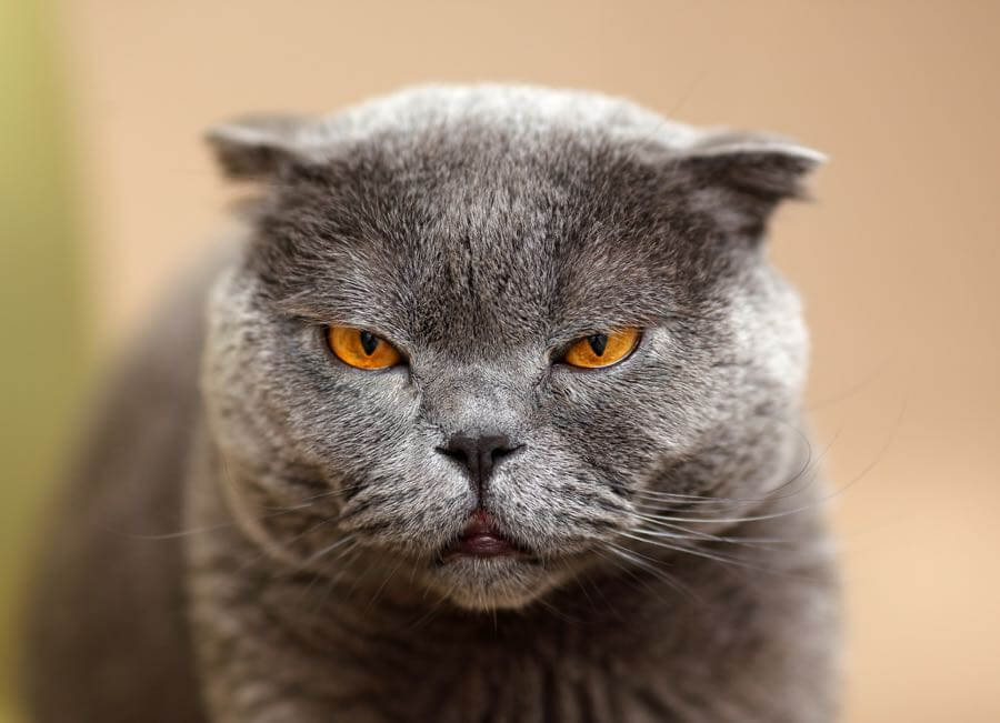 Vladimir Pustovit - Scottish fold cat