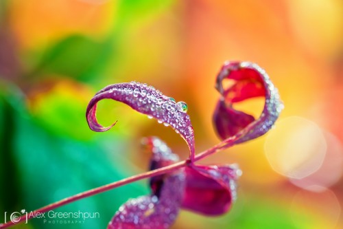 colorful-morning-dew-1-900