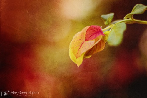 colors-of-autumn-1-900