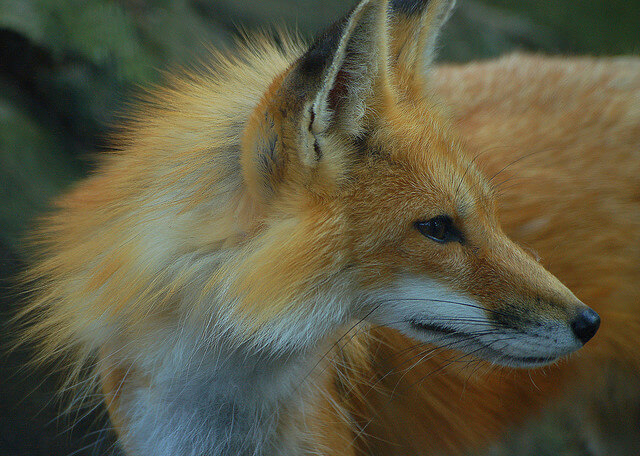 Beautiful Red Fox Photography