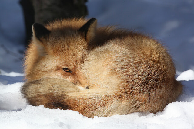 Beautiful Red Fox Photography