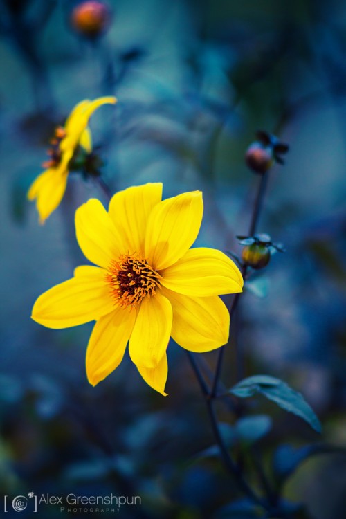 yellow-flower-einkarem-1-900