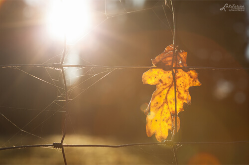 a fall-colored leaf hangs by a fence