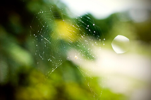 a spider web catches some sun
