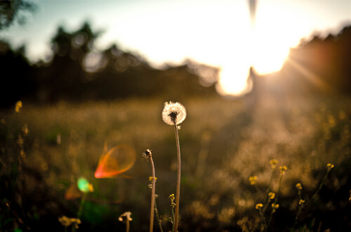 lens flare photography with a wish flower in the field