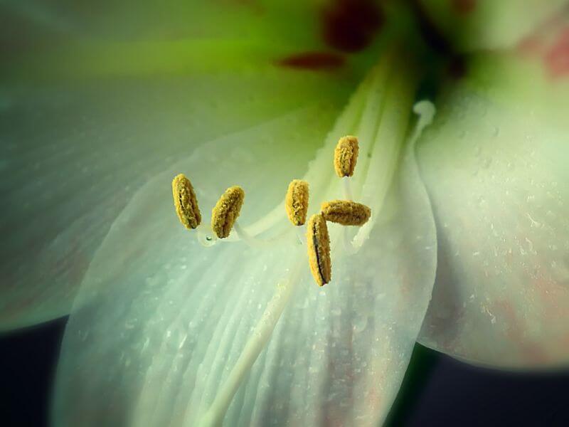 dommylive Amaryllis Pollen
