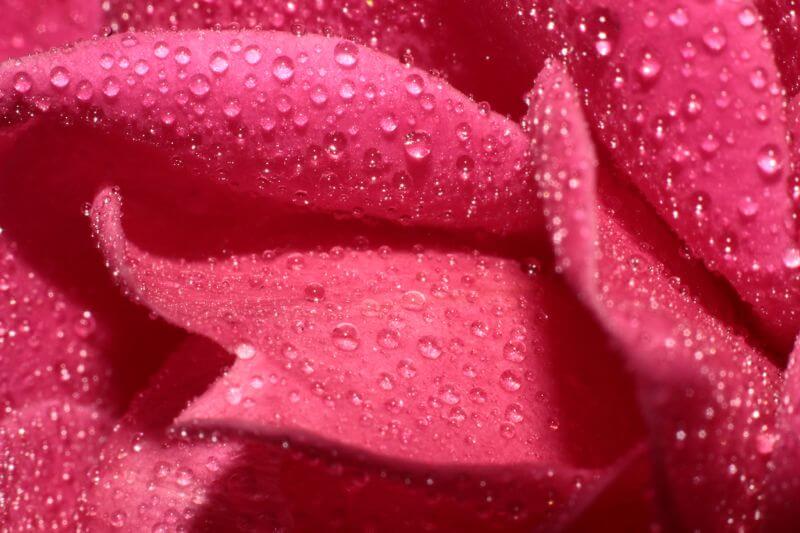 Axel Naud Dew on a rose