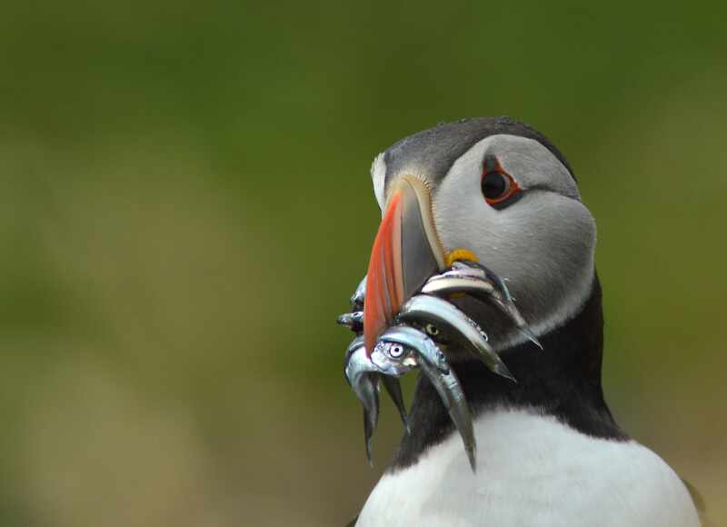 Jacob Spinks - puffin looking worried