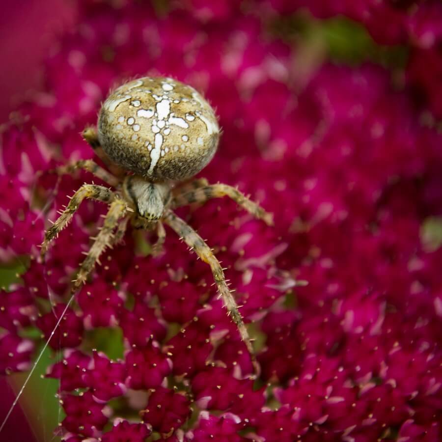 Trevor King - Garden spider
