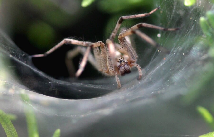 Renee Grayson - Funnel Web Spider