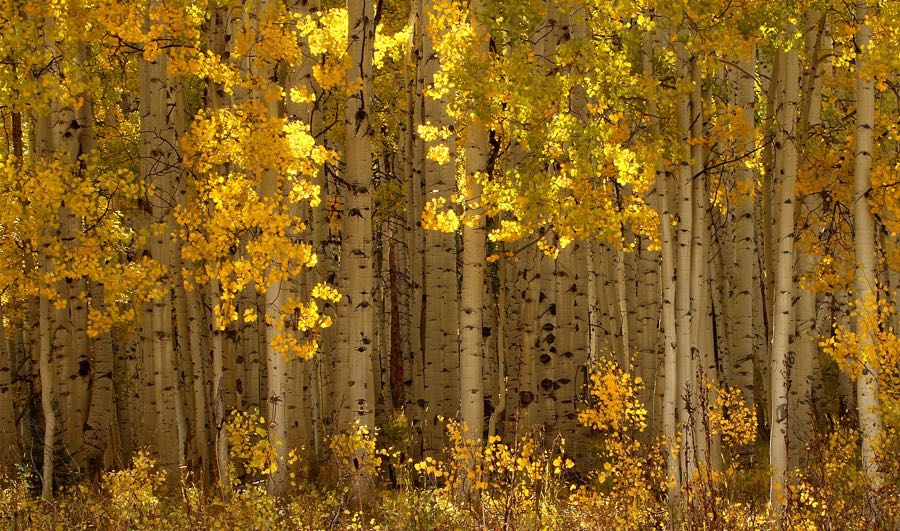 fry_dave - Aspens in Autumn