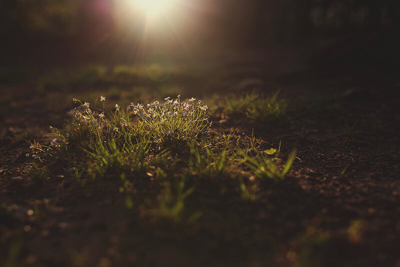 small flowers in the sunlight