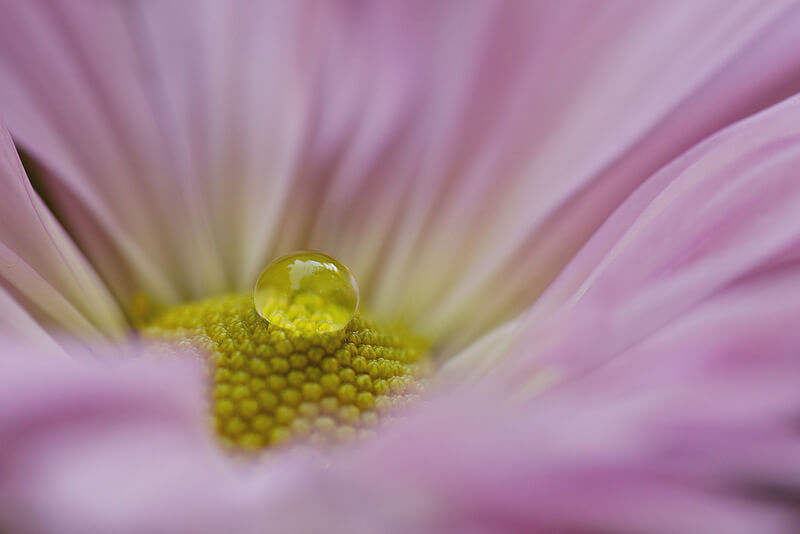 Macro of a flower with a drop