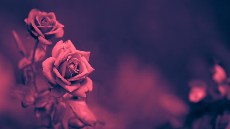 Greg David — red roses