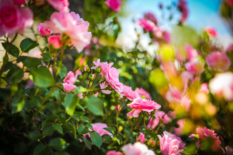Amarpreet K — pink roses
