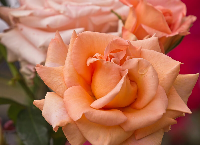 Lidija Bondarenko — orange roses