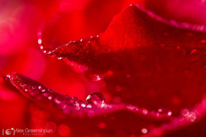 Alex Greenshpun — red rose macro