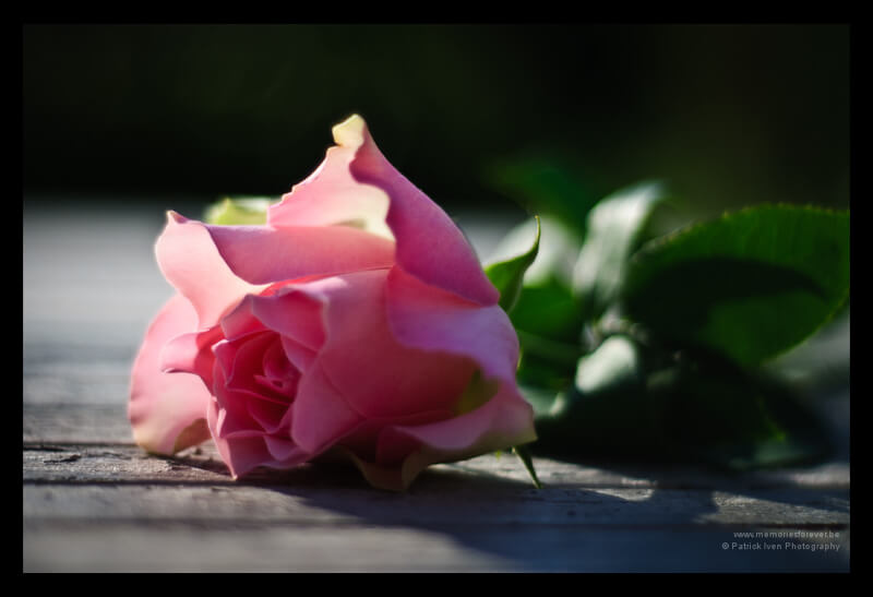 patrickiven — pink rose