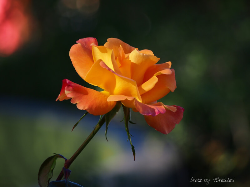 Tam Carney — yellow rose