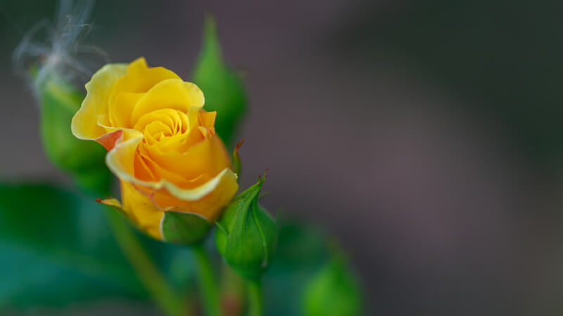 Greg David — yellow rose